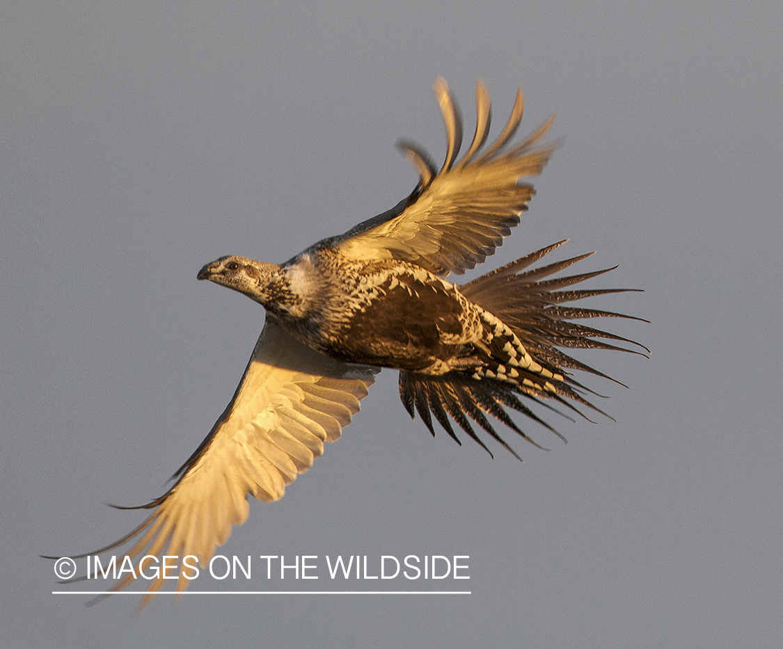 Male sage grouse in flight.