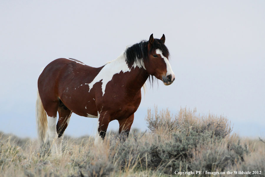 WIld Horse in habitat.