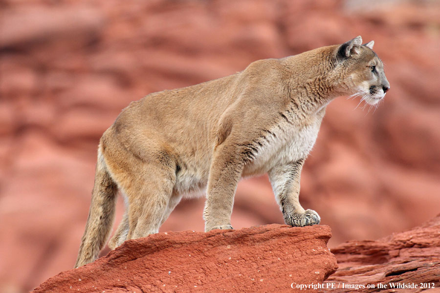 Mountain Lion in habitat.