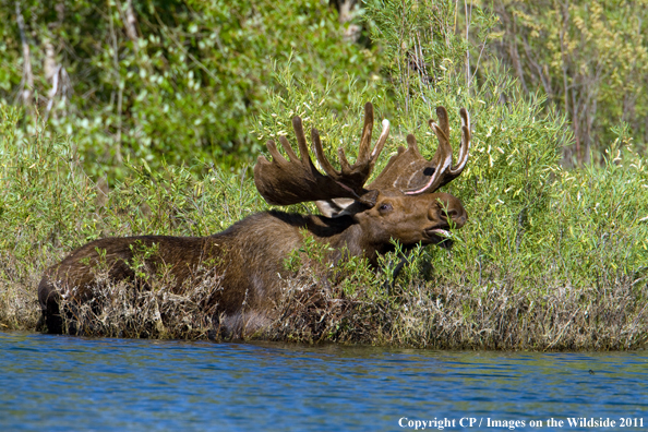 Shiras Moose eating.