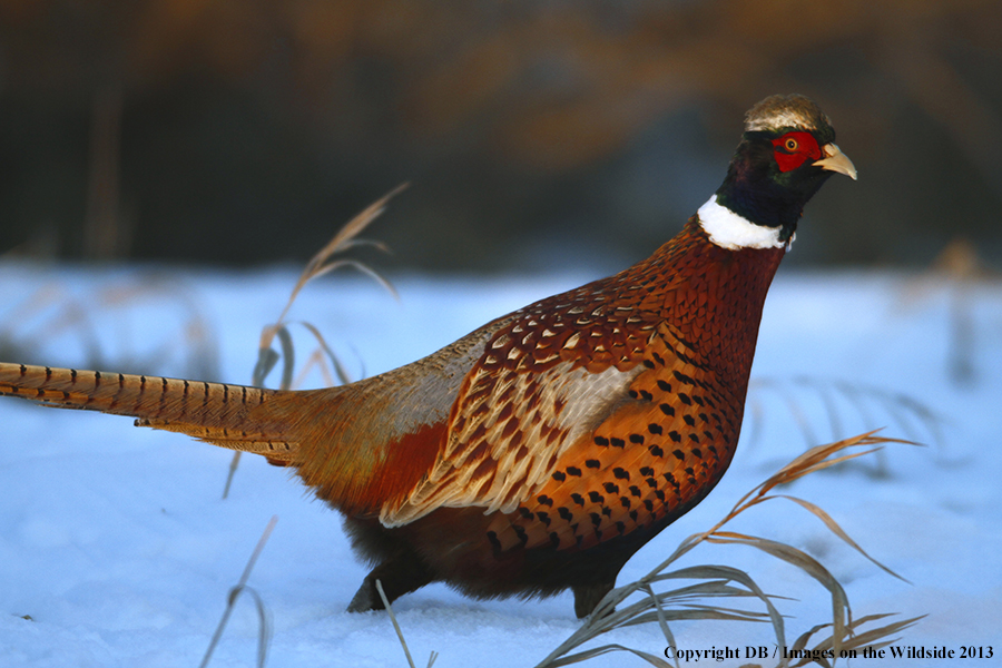 Ring-necked pheasant in field.