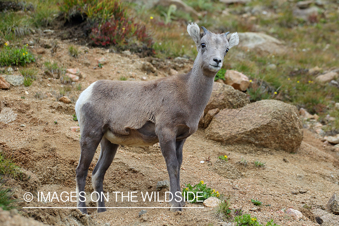 Rocky Mountain Bighorn Sheep yearling in habitat. 