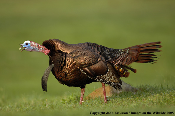 Eastern Wild Turkey gobbling