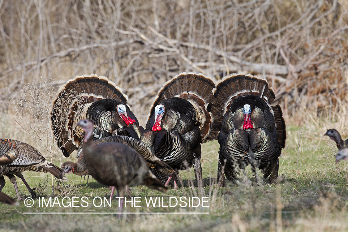 Eastern Wild Turkeys in habitat.