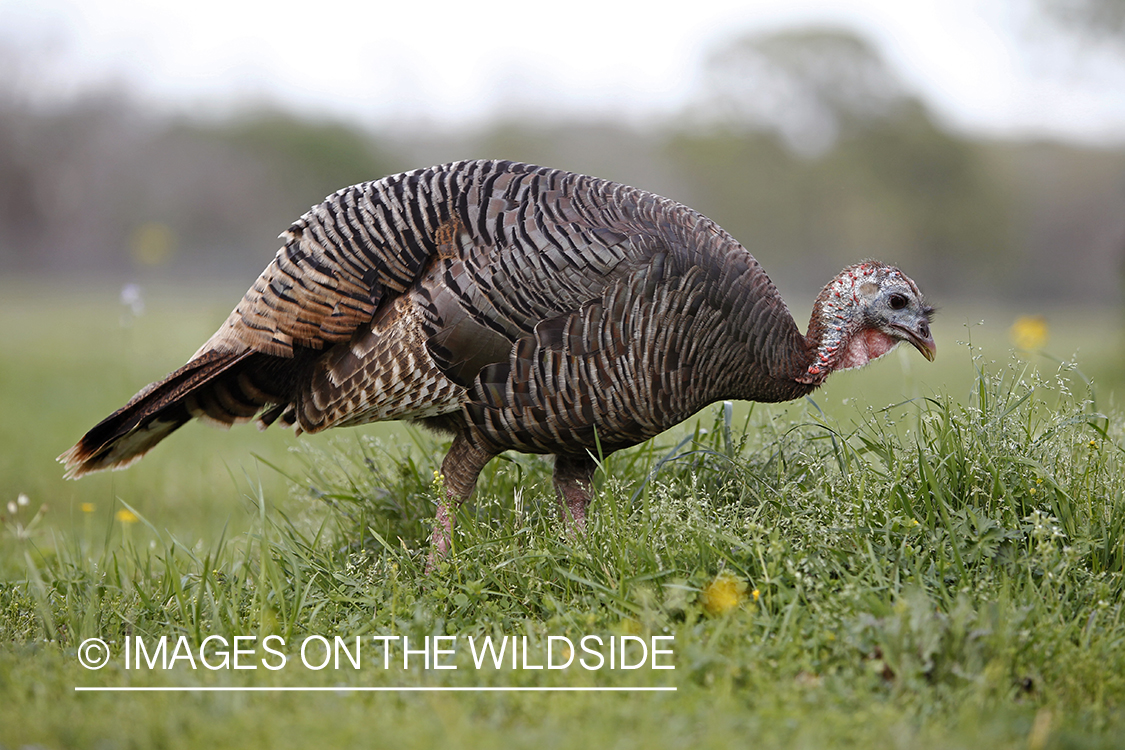 Rio grande turkey hen in spring habitat.