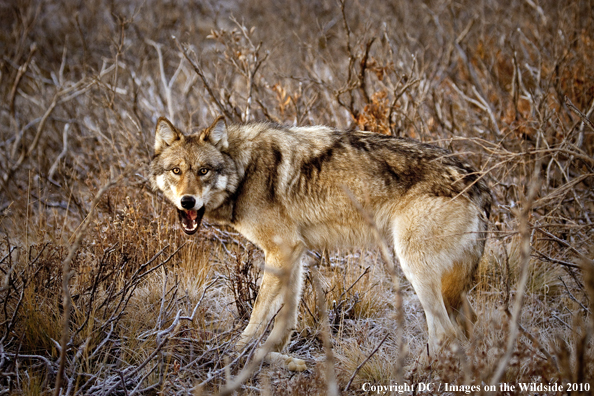 Wolf (wild) in habitat. 