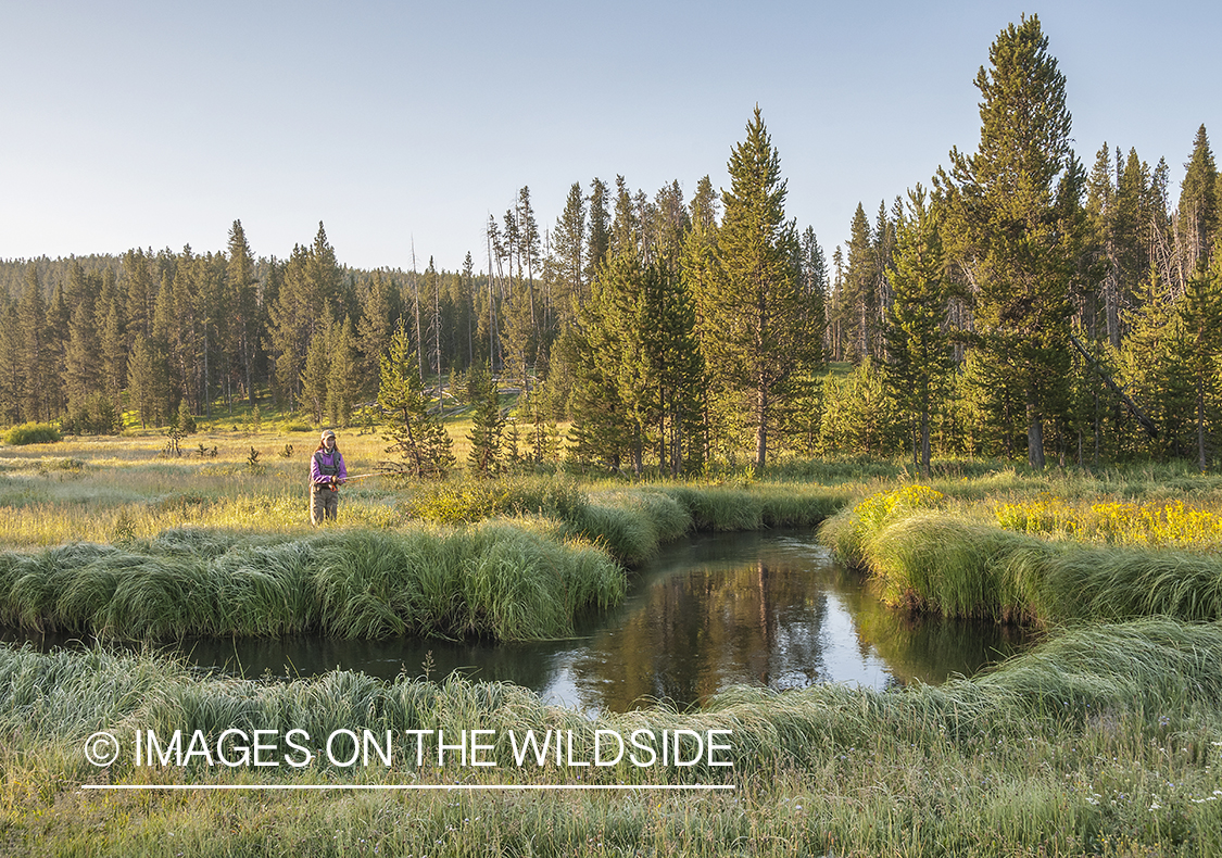 Flyfishing on Gibbon River, Yellowstone National Park.