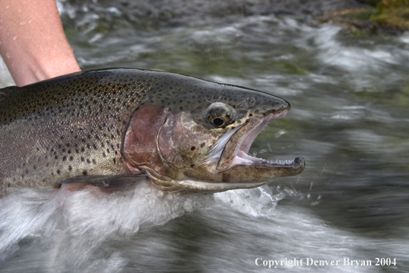 Close-up of Rainbow trout being released.