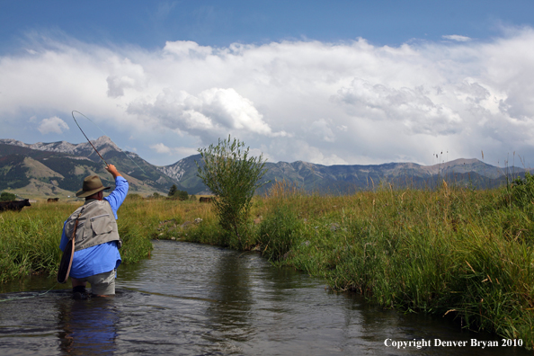 Flyfisherman landing rainbow trout