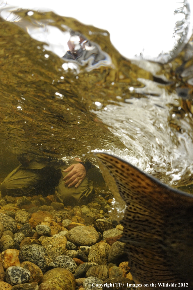 Fly Fisherman releasing trout.