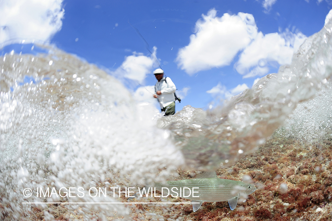 Flyfisherman catching bonefish.