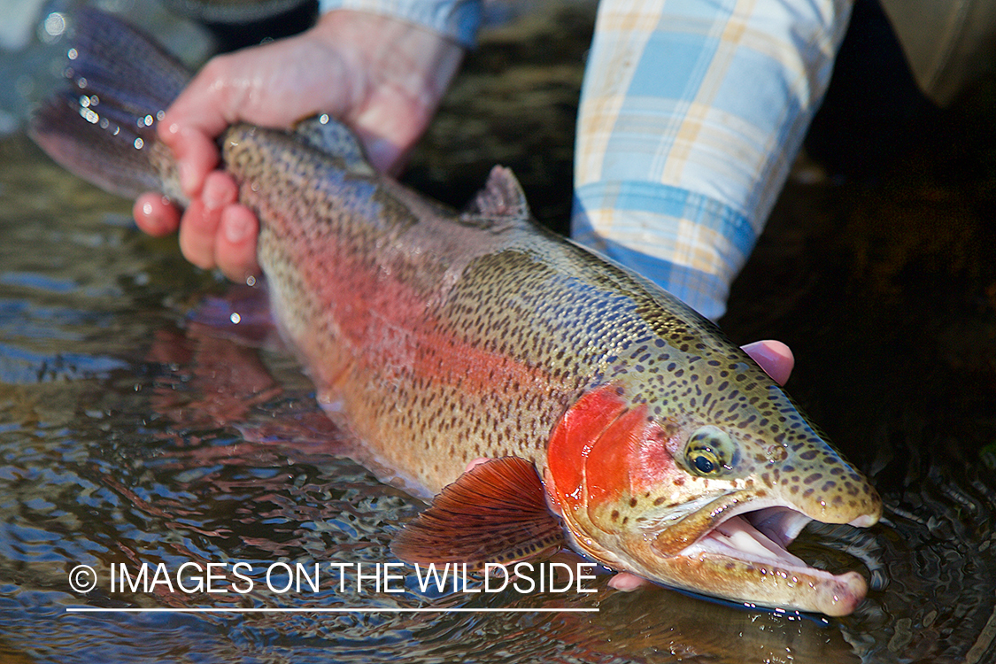 Flyfisherman releasing rainbow trout.