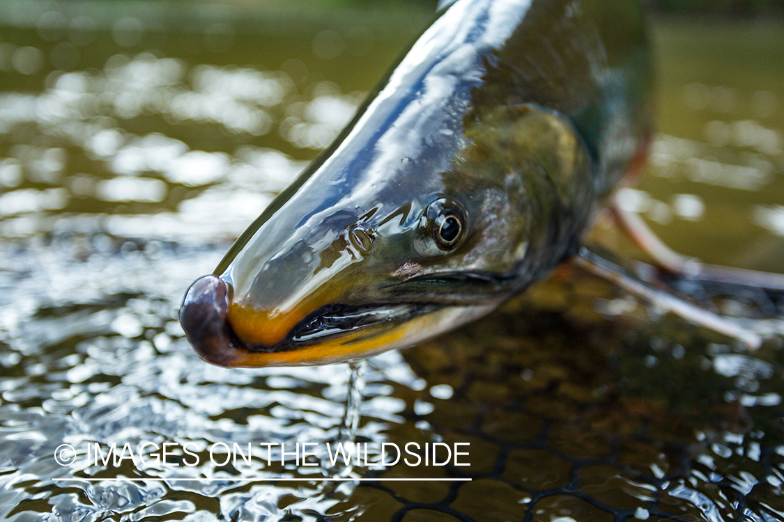 Dolly Varden. Nushagak River, Alaska.