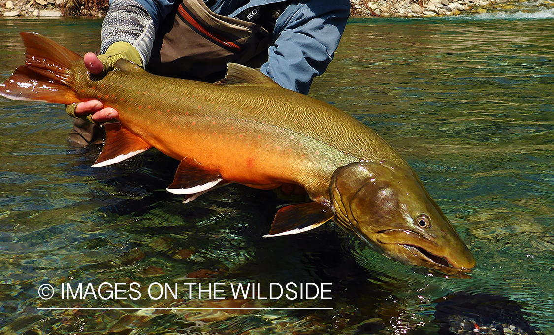 Flyfisherman releasing bull trout.