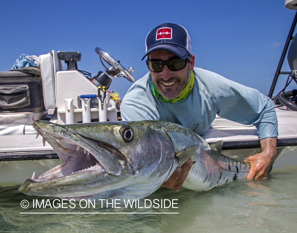 Flyfisherman releasing Barracuda.