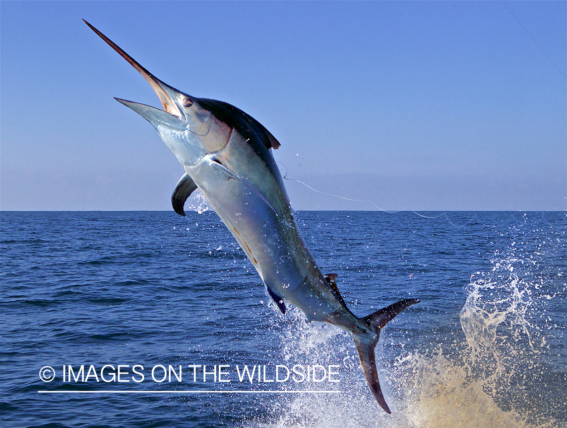 Jumping Marlin.