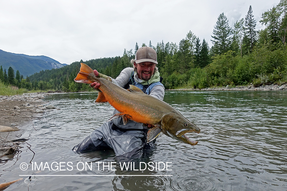 Flyfisherman with bull trout.