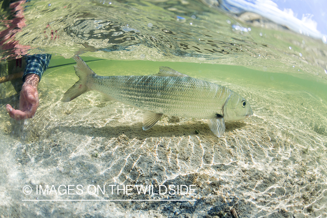 Flyfisherman releasing Bonefish.