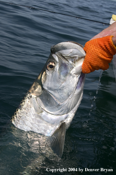 Flyfisherman releasing tarpon 