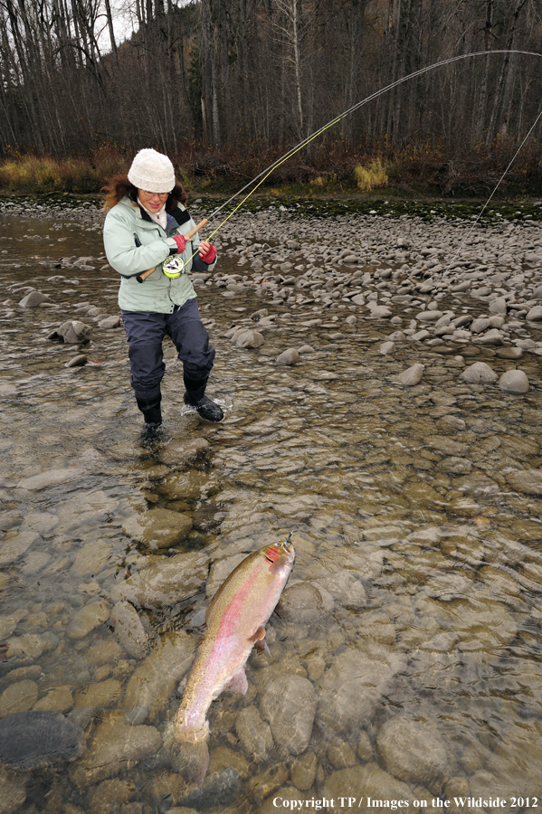 Flyfisherwoman with hooked Steelhead. 