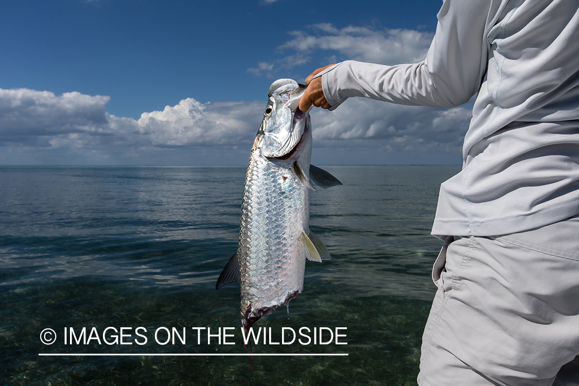 Flyfisherman with half eaten tarpon.