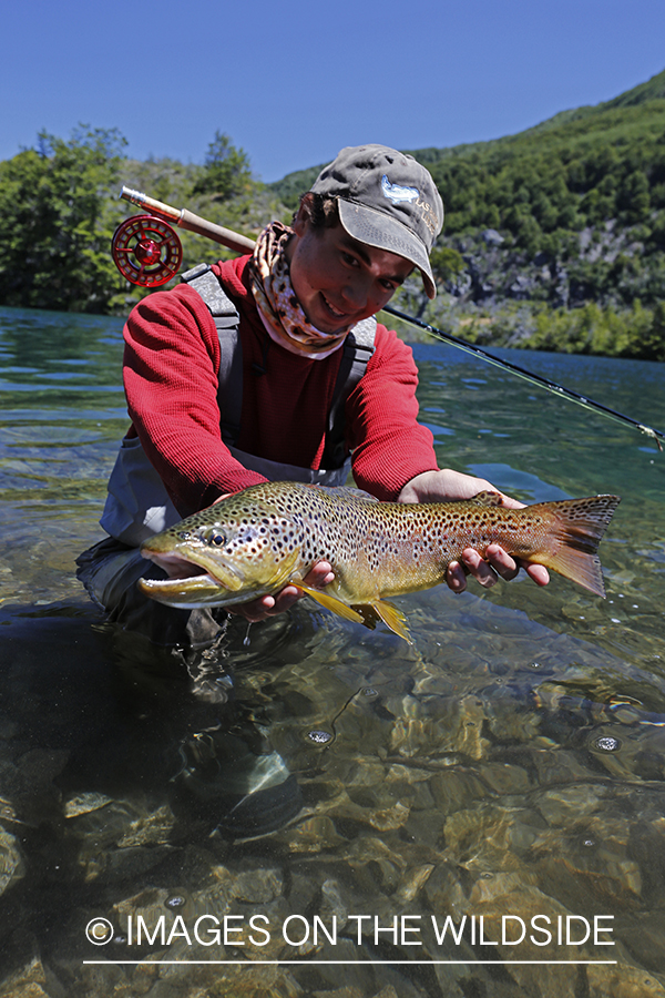 Flyfisherman releasing brown trout.