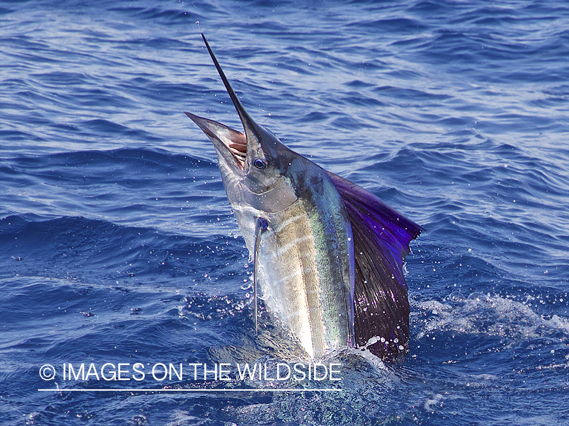 Marlin (blue) jumping.