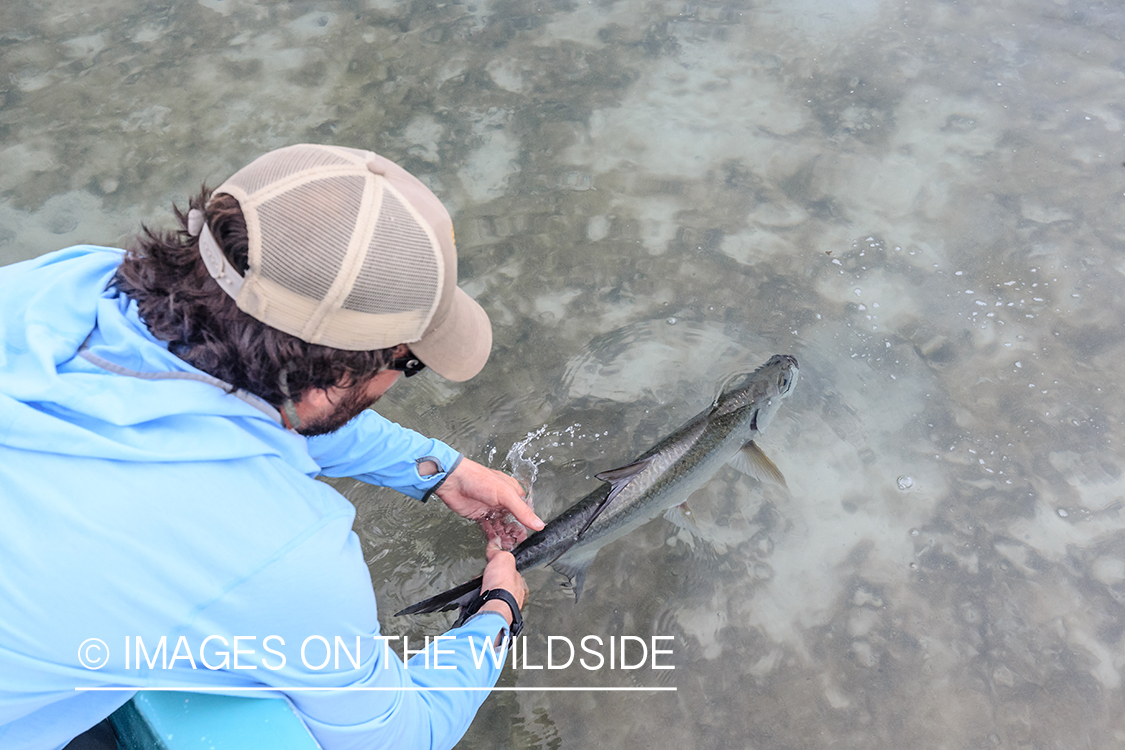 Flyfisherman releasing baby tarpon.