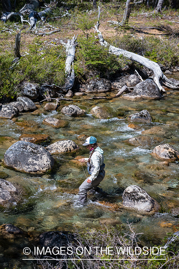 Woman fly fishing guide(Marcela Appelhanz) on stream.