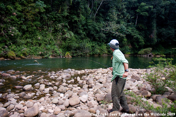 Flyfisherman with Golden Dorado