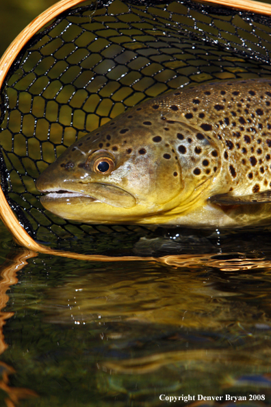 Brown Trout in habitat