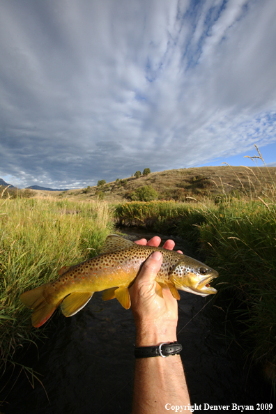 Flyfisherman with brown trout