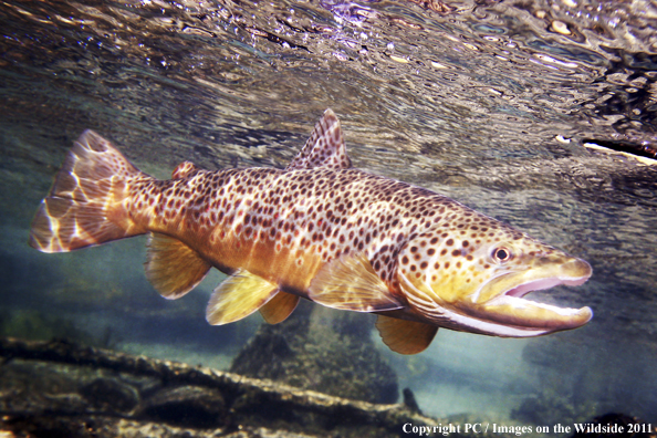 Brown trout, Henry's Fork, ID. 