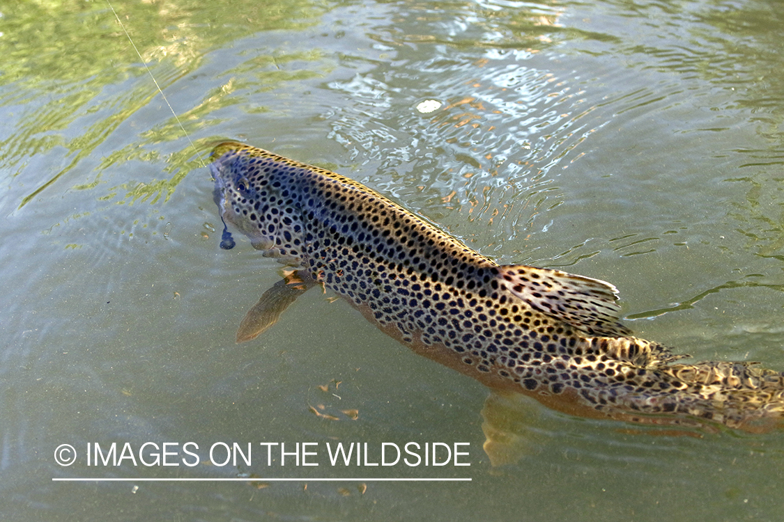 Brown trout on the line.