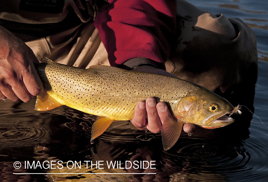 Flyfisherman releasing cutthroat trout with fly. 