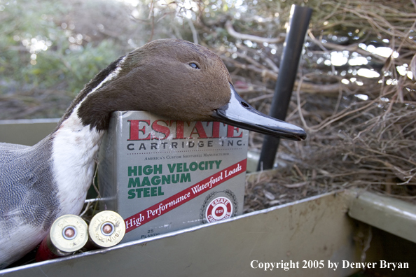 Close-up of bagged duck and box of shells in blind.