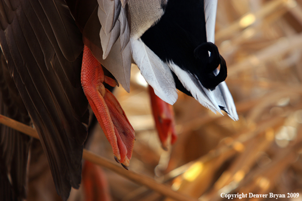 Duck Feet and Tail