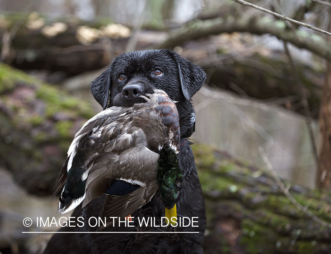 Black lab retrieving downed mallard.