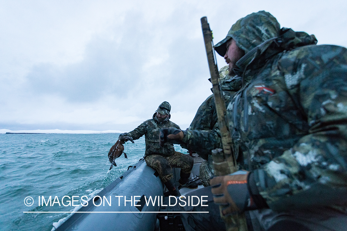 King Eider and Long-tailed duck hunting in Alaska, hunter pulling duck from water.