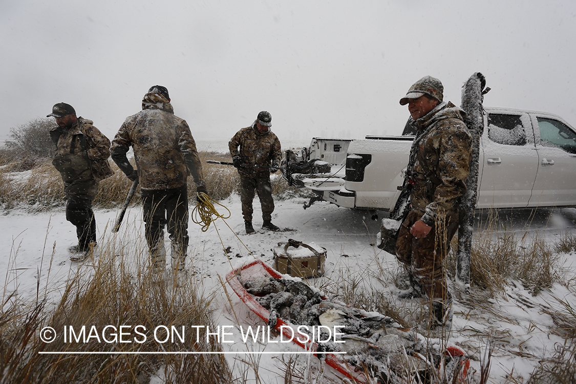 Duck hunters with bagged mallards in winter snow conditions.