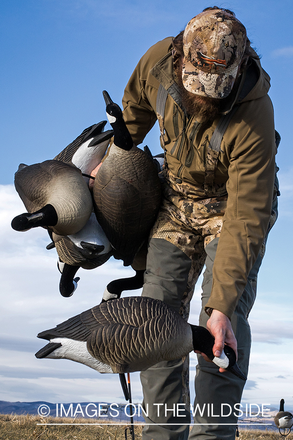 Hunter setting up Canada geese decoys.