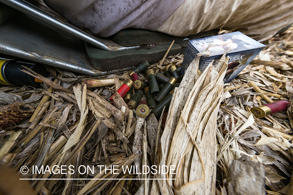 Shotgun shells in field.
