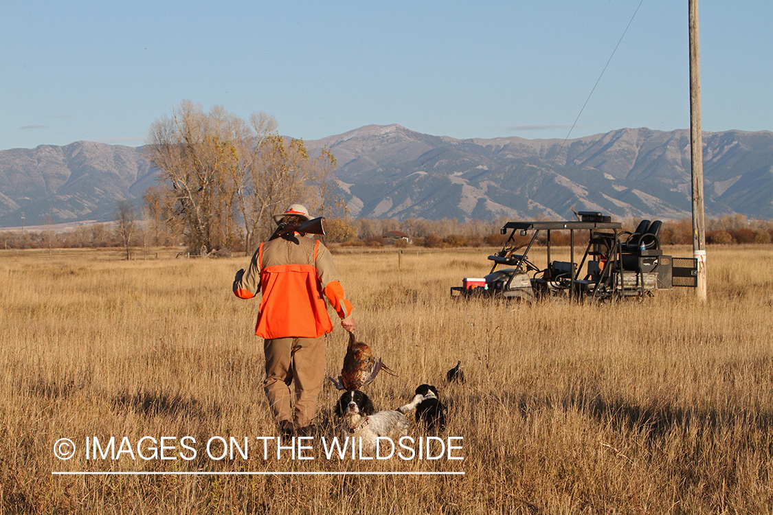 Upland game bird hunter in field with bagged pheasant and springer spaniels.