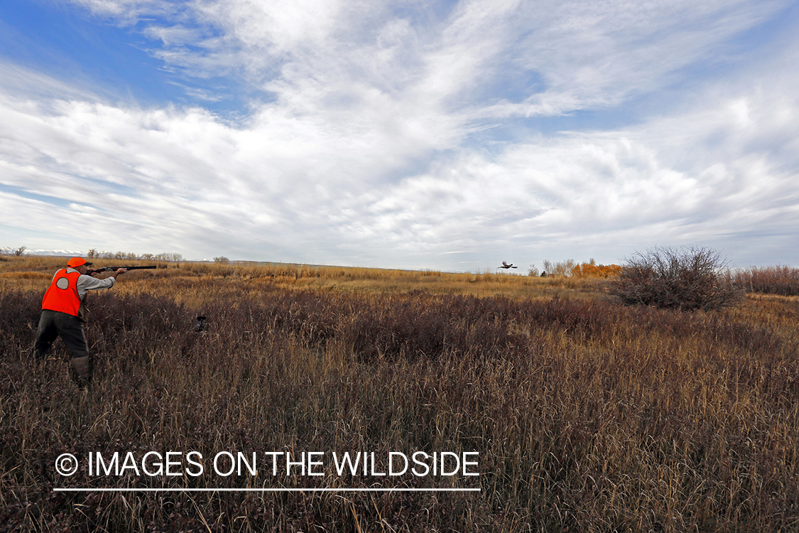 Pheasant hunter shooting at flushed game.