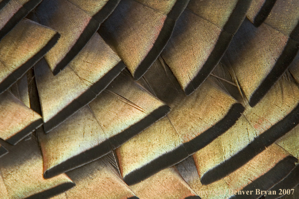 Eastern turkey feathers up-close