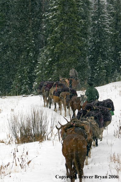 Elk hunters with bagged elk on horse packstring.  