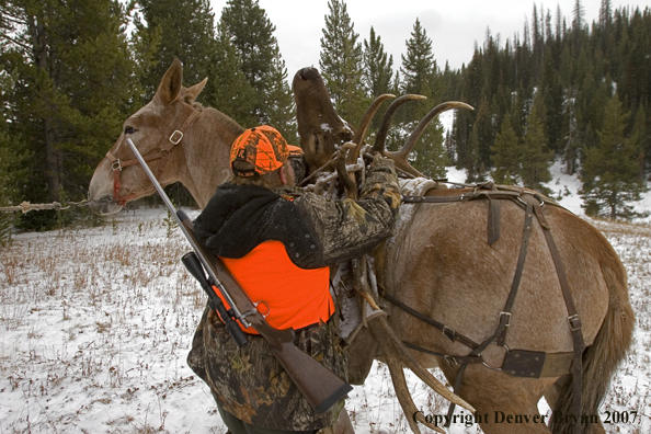 Elk hunter tying down elk rack to back of mule