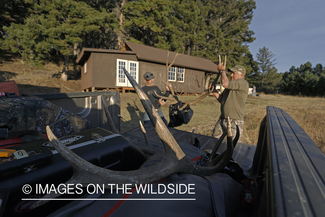 Hunters loading bagged bull elk into pickup.