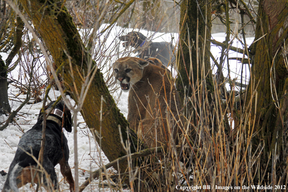 Mountain lion snarling at hunting dogs. 