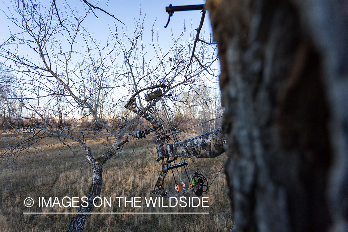 Bow hunter in tree stand aiming at deer.